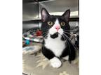 Adopt Maynard a All Black Domestic Shorthair / Domestic Shorthair / Mixed cat in