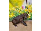Adopt Dave* a Brown/Chocolate Labrador Retriever / Mixed dog in Anderson