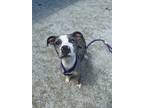 Adopt Billie a Gray/Blue/Silver/Salt & Pepper American Pit Bull Terrier / Mixed