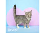 Adopt Roscoe a Gray or Blue Domestic Shorthair / Mixed Breed (Medium) / Mixed