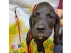 Adopt Taz* a Black Labrador Retriever / Mixed dog in Anderson, SC (41399432)
