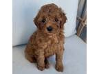 Poodle (Toy) Puppy for sale in Bluffton, IN, USA