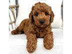 Poodle (Toy) Puppy for sale in Bluffton, IN, USA