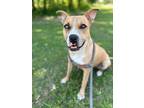 Adopt Delilah a Brown/Chocolate - with White Catahoula Leopard Dog / Pit Bull