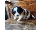 Cavapoo Puppy for sale in Ashwood, OR, USA