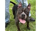Adopt Asher a American Staffordshire Terrier, Boston Terrier