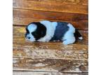Shih Tzu Puppy for sale in Ashwood, OR, USA