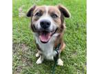 Adopt Finch a Australian Shepherd