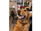 Adopt Annie a Red/Golden/Orange/Chestnut Golden Retriever / Mixed dog in Phelan