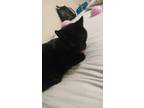 Adopt Pumpkin a All Black Domestic Shorthair / Mixed (short coat) cat in Salkum