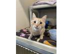 Adopt Hanna a Orange or Red Domestic Shorthair / Domestic Shorthair / Mixed cat