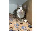 Adopt Mauve a Orange or Red Domestic Shorthair / Domestic Shorthair / Mixed cat