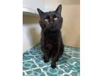 Adopt Holden a All Black Domestic Shorthair / Domestic Shorthair / Mixed cat in