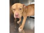 Adopt 55911062 a Tan/Yellow/Fawn American Pit Bull Terrier / Mixed dog in Fort