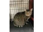 Adopt GIGI a Brown or Chocolate Domestic Shorthair / Domestic Shorthair / Mixed