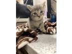 Adopt Prince Phillip a Gray or Blue Domestic Shorthair / Domestic Shorthair /