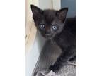 Adopt Rooney a All Black Domestic Shorthair / Domestic Shorthair / Mixed cat in
