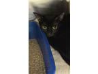 Adopt Gloom a All Black Domestic Shorthair / Domestic Shorthair / Mixed cat in