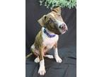 Adopt Jeremey a Tricolor (Tan/Brown & Black & White) Cattle Dog / American Pit