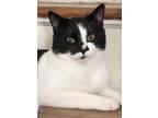 Adopt Panda a Black & White or Tuxedo American Shorthair / Mixed (short coat)