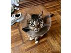 Adopt Pierogi a Brown Tabby Domestic Mediumhair / Mixed (medium coat) cat in New