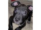 Adopt Corey a Black Boxer / Labrador Retriever / Mixed dog in Zebulon
