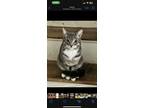 Adopt Keon a Gray or Blue (Mostly) American Shorthair / Mixed (short coat) cat
