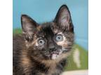 Adopt Cherry a Domestic Shorthair / Mixed (short coat) cat in Troy
