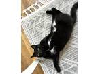Adopt Quinn a Black (Mostly) Domestic Shorthair (short coat) cat in Cincinnati