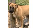Adopt Mia a Tan/Yellow/Fawn Black Mouth Cur / Mixed dog in New Haven