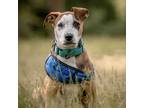 Adopt Waldo a Mixed Breed