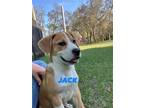 Adopt Jack a Hound (Unknown Type) / Mixed dog in Brooksville, FL (41453538)