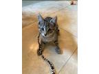 Adopt Tabby- IN FOSTER ADOPTED a All Black Domestic Shorthair / Mixed Breed