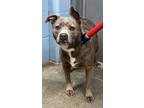 Adopt Raine a Gray/Blue/Silver/Salt & Pepper American Pit Bull Terrier / Mixed