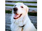 Adopt Bentley a White Great Pyrenees / Mixed dog in Kingston, ON (40617477)