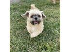 Adopt Max a Tan/Yellow/Fawn - with Black Shih Tzu / Mixed dog in Palm Bay