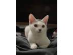 Adopt Winston Arthur a Domestic Short Hair