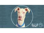 Adopt Louis a White Great Dane / Mixed dog in Minneapolis, MN (41390508)