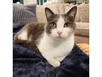 Adopt Jace a Gray or Blue (Mostly) American Shorthair / Mixed (short coat) cat