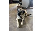 Adopt Dora a Great Pyrenees / German Shepherd Dog dog in Oakwood, TX (39237988)