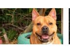 Adopt Porterfield a Tan/Yellow/Fawn Pit Bull Terrier / Mixed Breed (Medium) dog