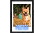 Adopt Porterfield a Tan/Yellow/Fawn American Staffordshire Terrier dog in