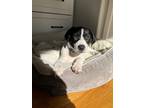 Adopt Pony a Black - with White Collie / Hound (Unknown Type) / Mixed dog in