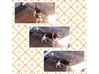 Adopt DOĹLY a Tricolor (Tan/Brown & Black & White) Beagle / Mixed dog in