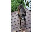 Adopt Sadie a Brindle Catahoula Leopard Dog / Boxer / Mixed dog in Converse
