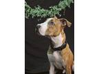 Adopt Kevin a Tan/Yellow/Fawn - with Black Cattle Dog / American Pit Bull
