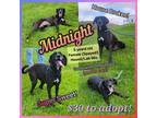 Adopt MIDNIGHT a Black Labrador Retriever / Hound (Unknown Type) / Mixed dog in