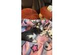 Adopt Juno a Gray or Blue Domestic Shorthair / Mixed (short coat) cat in