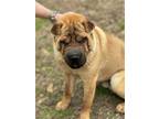 Adopt Tank & Chrissy in MS a Tan/Yellow/Fawn Shar Pei / Mixed dog in New York