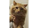 Adopt Zeke a Spotted Tabby/Leopard Spotted Domestic Longhair / Mixed cat in